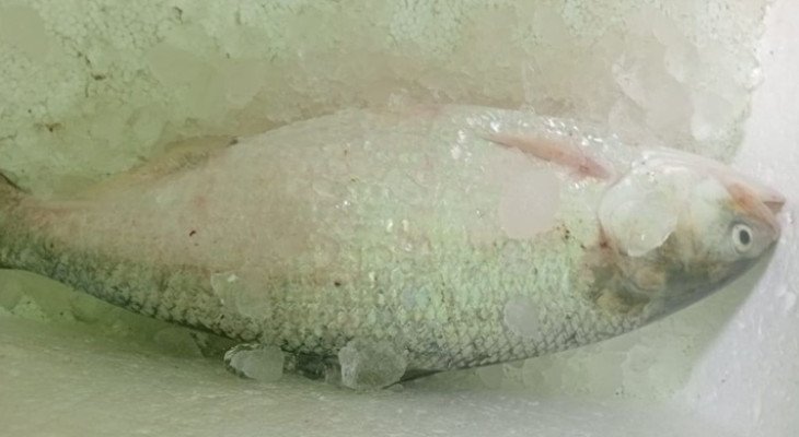 এক ইলিশ ৯ হাজার টাকায় বিক্রি